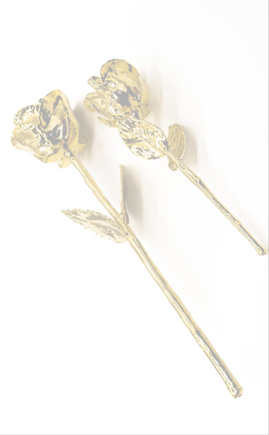 Small And Large Gold Dipped Roses On A White Background