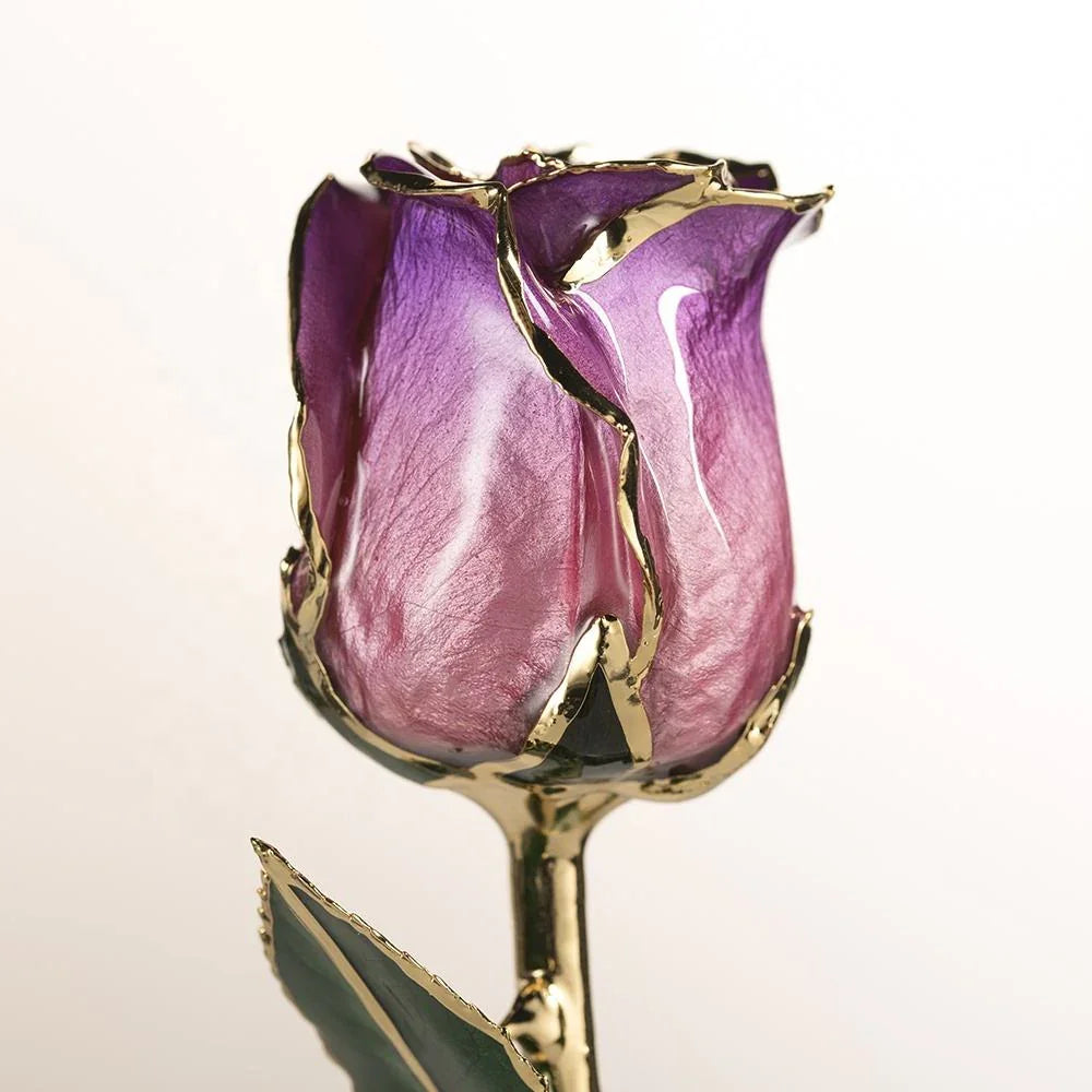 Amethyst purple-and-pink 11.5-inch closed bud rose with 24K gold accents, bloom close-up