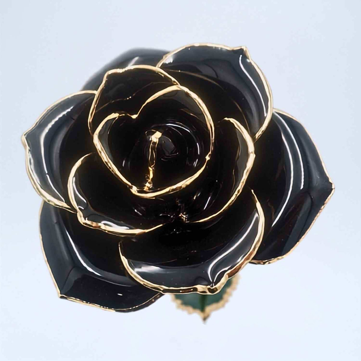 Black open bloom preserved rose with 24K gold accents, close-up bloom view