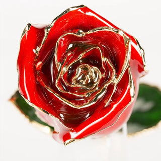 Crimson red 11.5-inch closed bud preserved rose with 24K gold accents, close-up bloom view