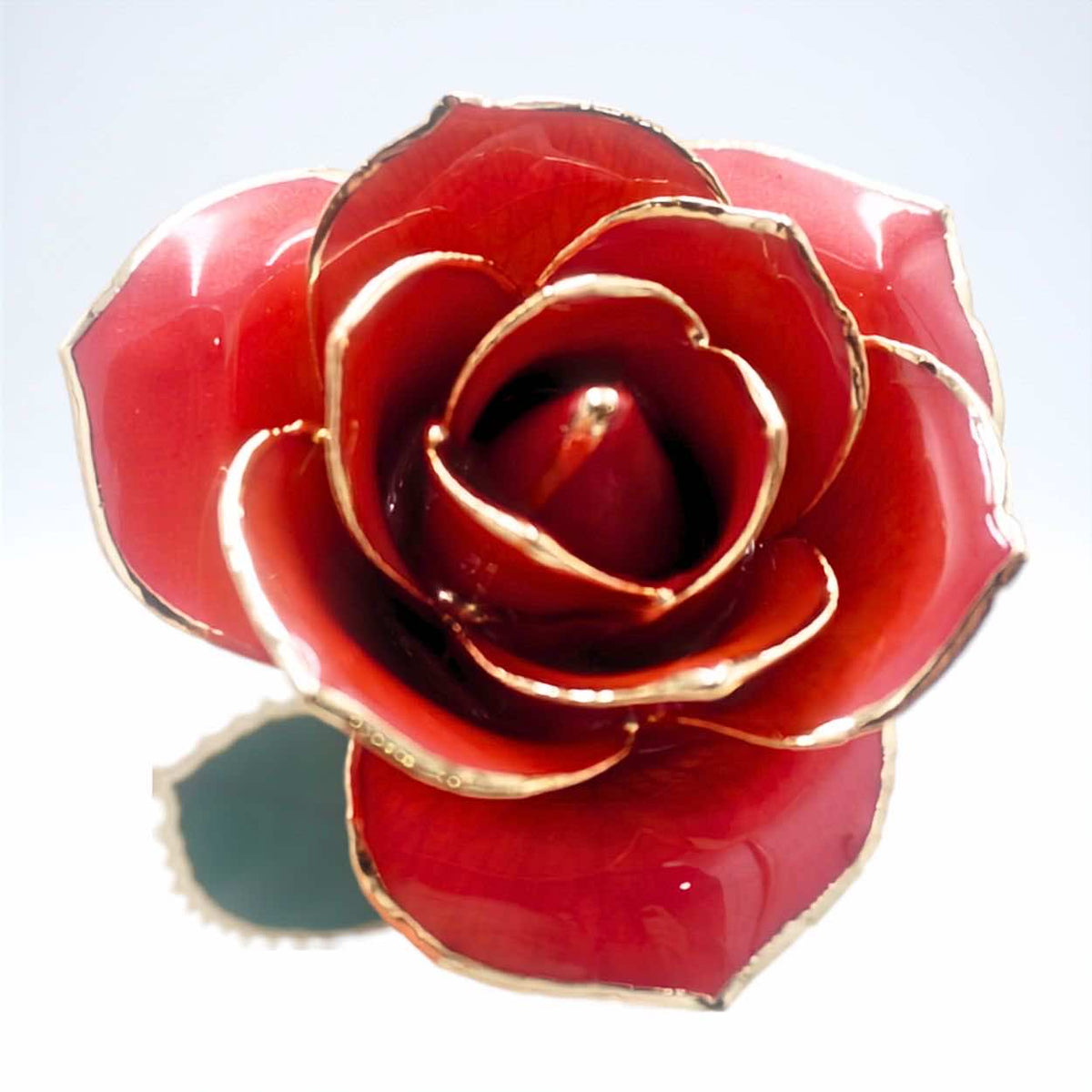 Blush pink pearlized open bloom rose with 24K gold accents, close-up bloom view