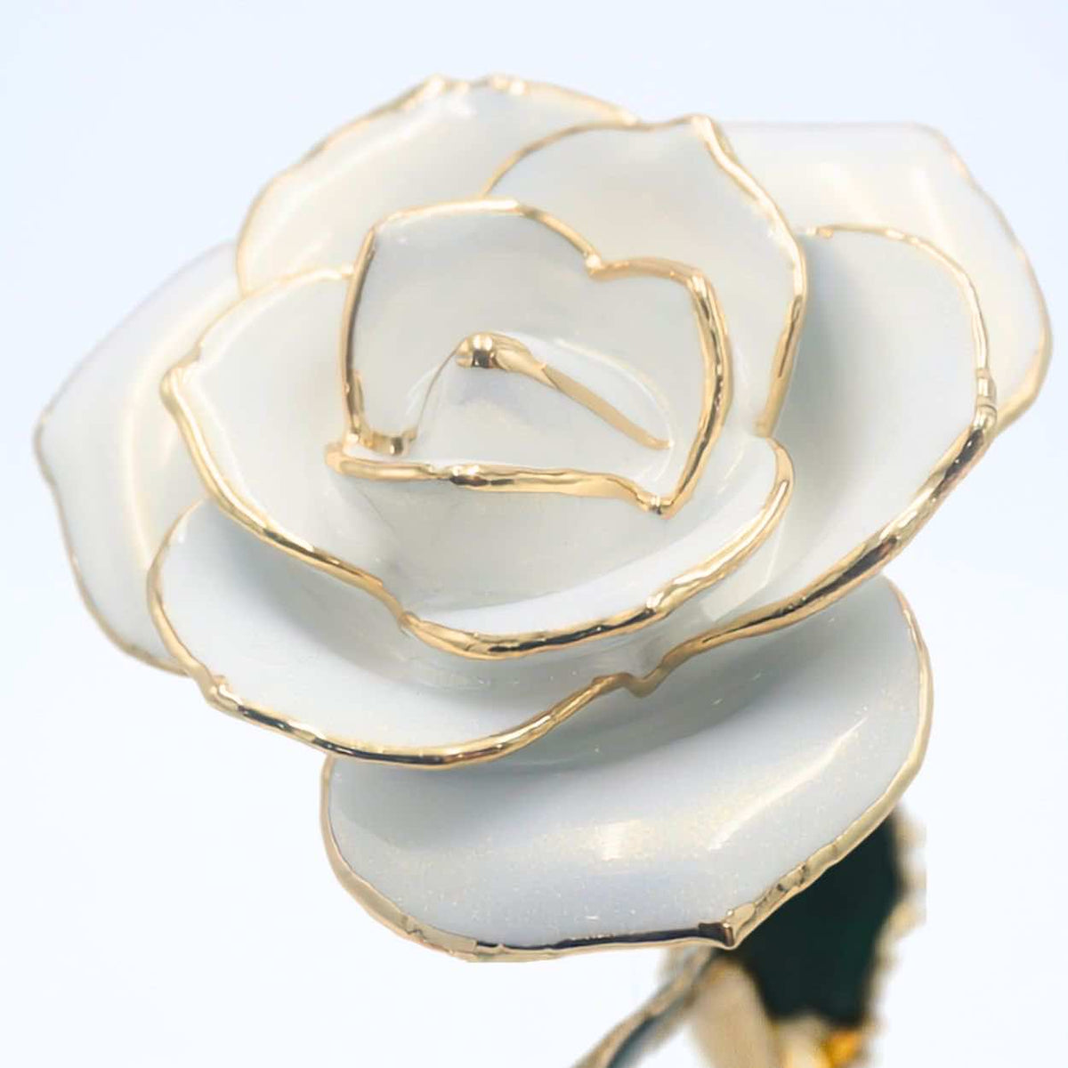 White pearlized open bloom rose with 24K gold accents, close-up bloom view