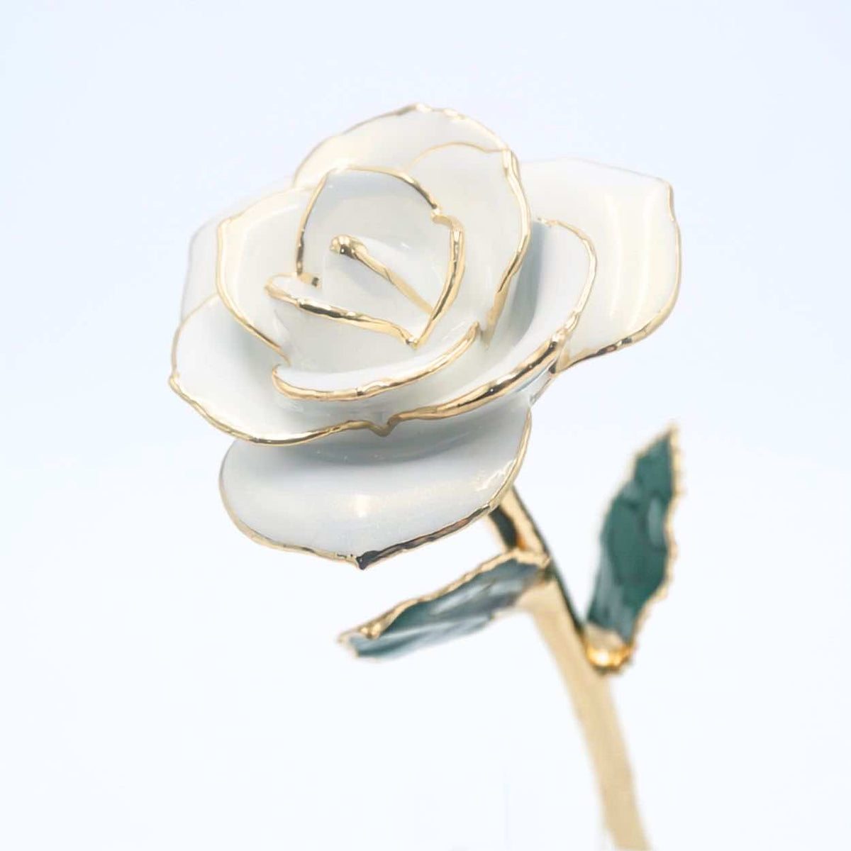White pearlized open bloom rose with 24K gold accents, angled half-length view