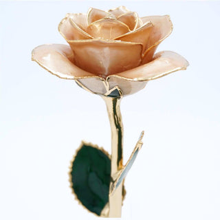 Champagne pearlized open bloom rose with 24K gold accents, petal close-up