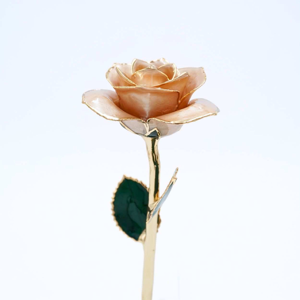 Champagne pearlized open bloom rose with 24K gold accents, half-length view
