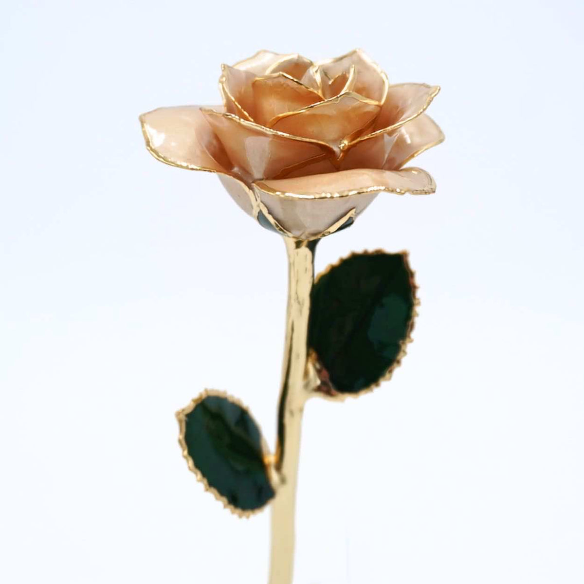 Champagne pearlized open bloom rose with 24K gold accents, half-length front view