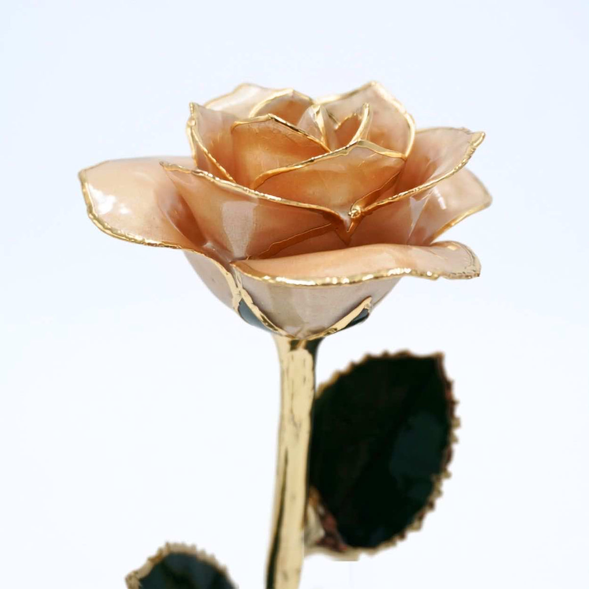 Champagne pearlized open bloom rose with 24K gold accents, petal close-up
