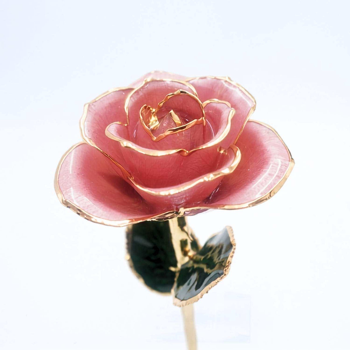 A single pink rose flower with gold-trimmed petals and dark green leaves on a white background.