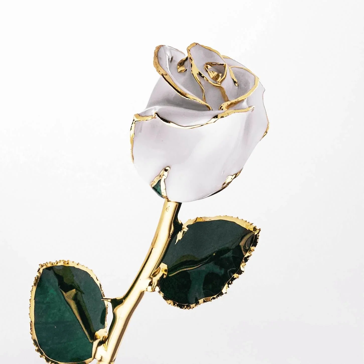 White 24K gold dipped rose with gold-trimmed green leaves, perfect for anniversary or romantic gift