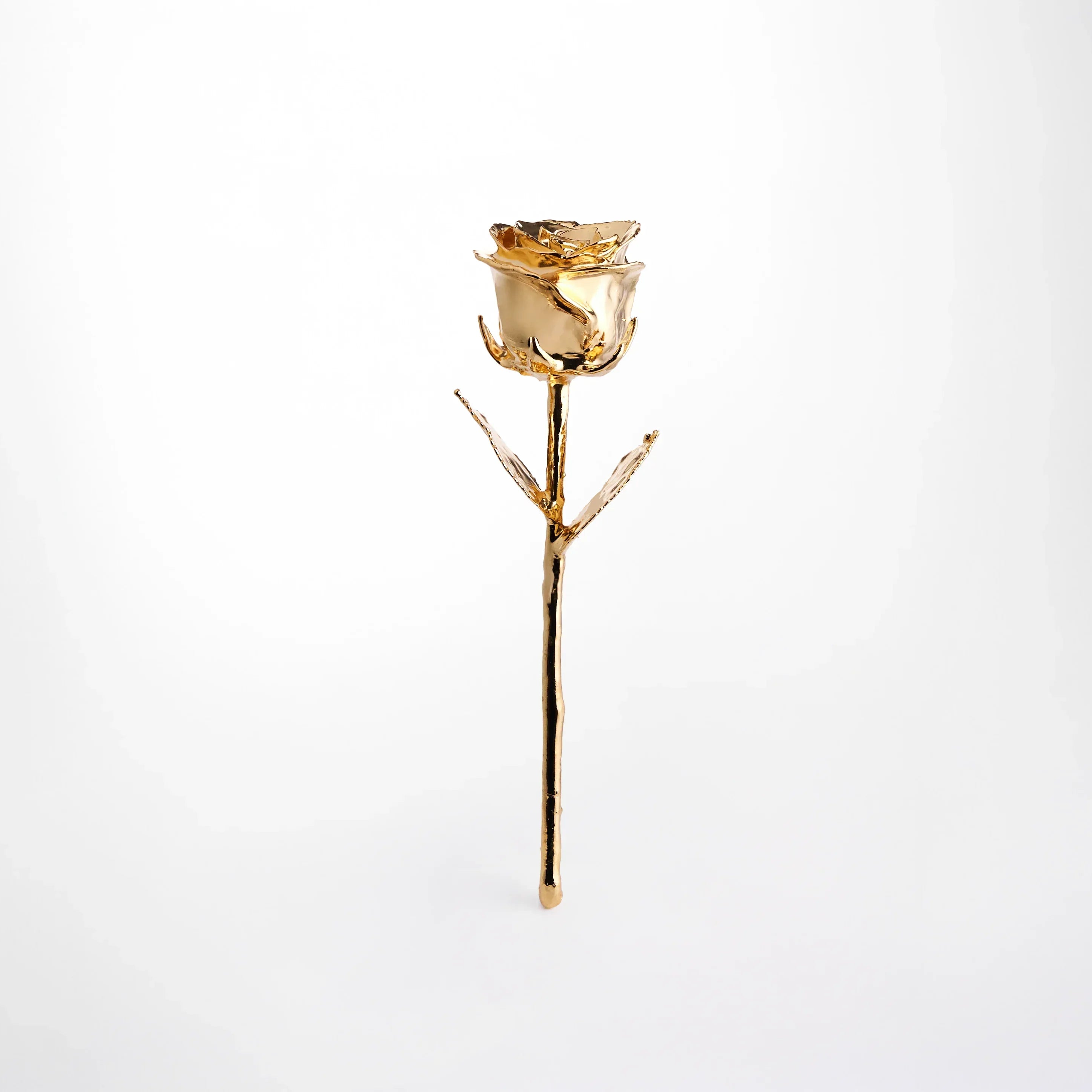 Single real rose preserved and dipped in 24K gold on white background