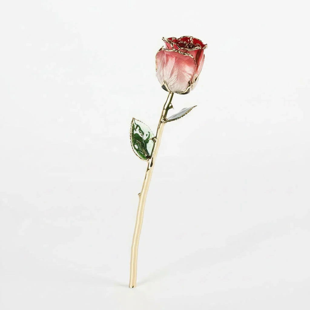 Red-and-white gradient 11.5-inch closed bud rose with 24K gold accents, studio view