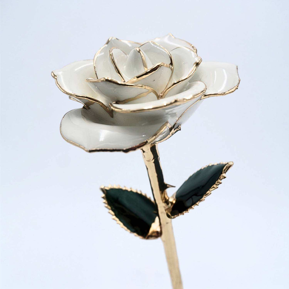White open bloom preserved rose with 24K gold accents, angled half-length view