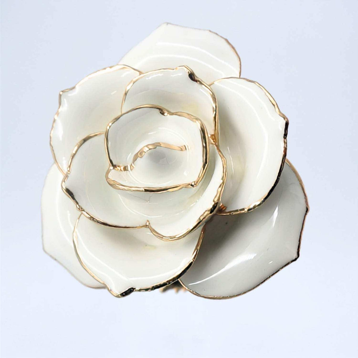 White open bloom preserved rose with 24K gold accents, close-up bloom view