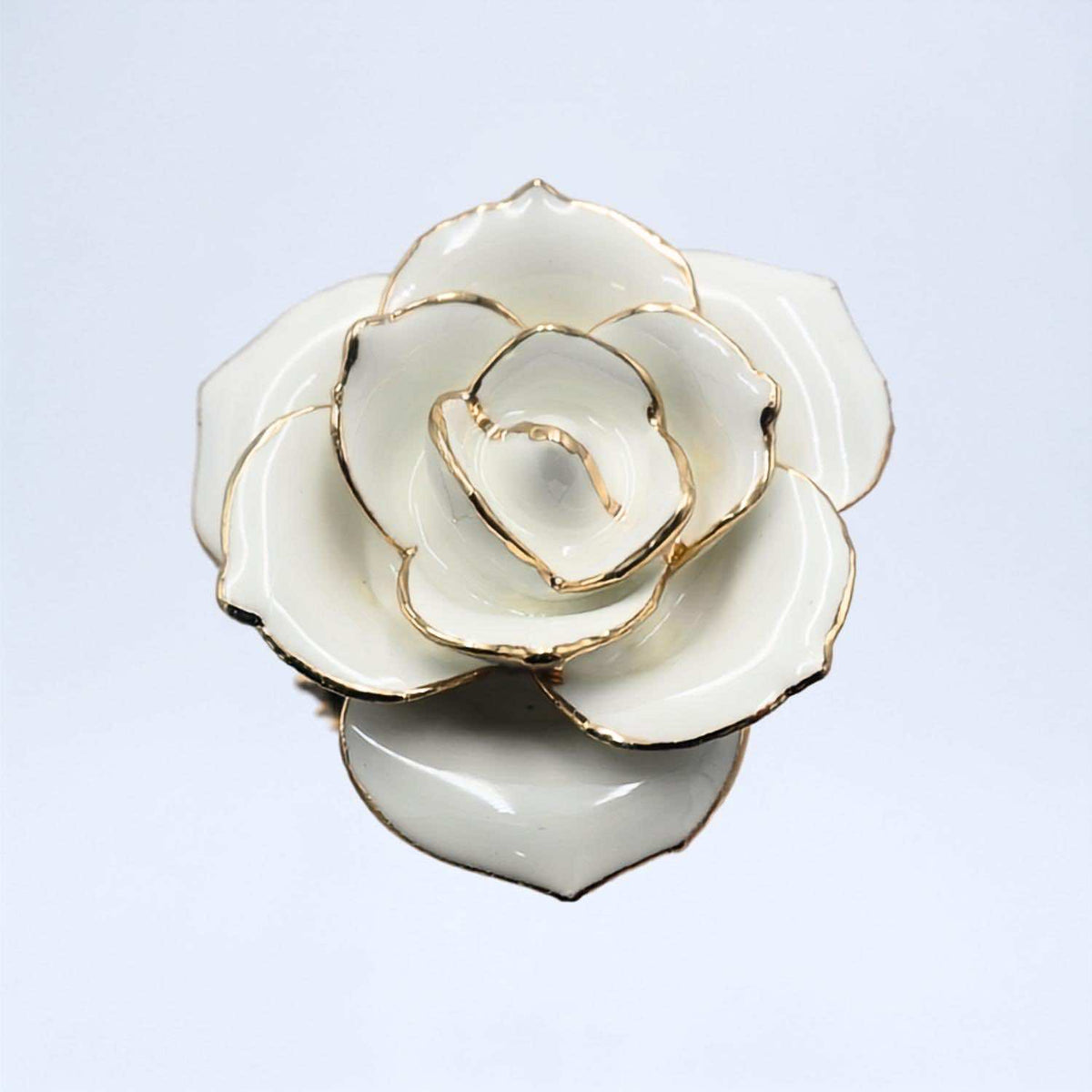 White open bloom preserved rose with 24K gold accents, close-up bloom view