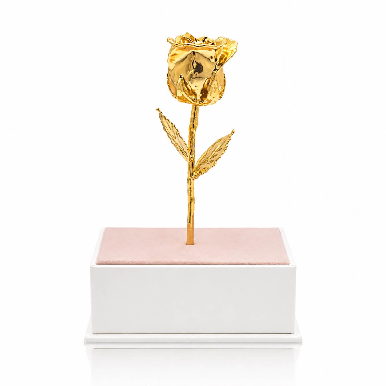 Gold rose on a white and pink box against a white background