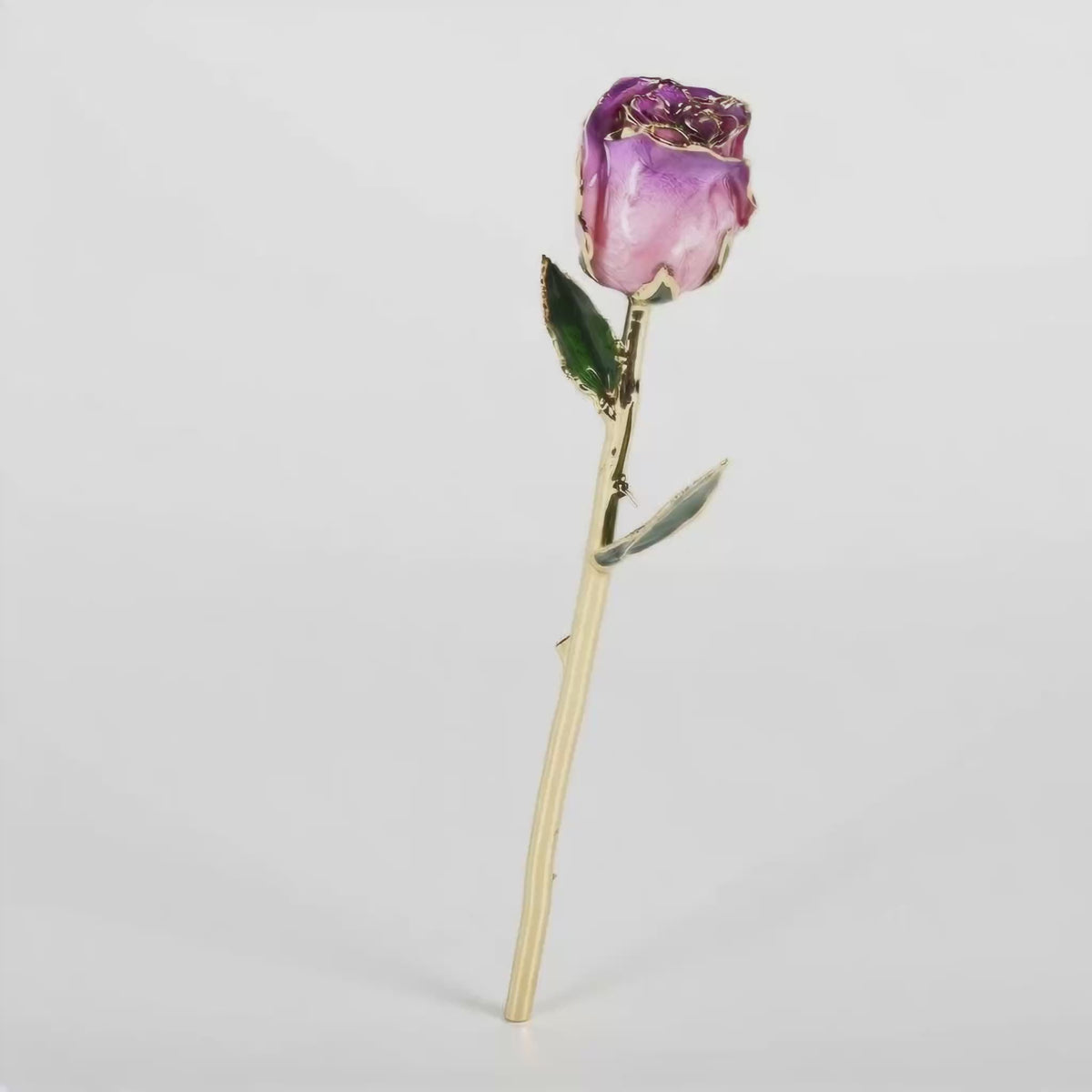 Load video: Amethyst Devotion Rose