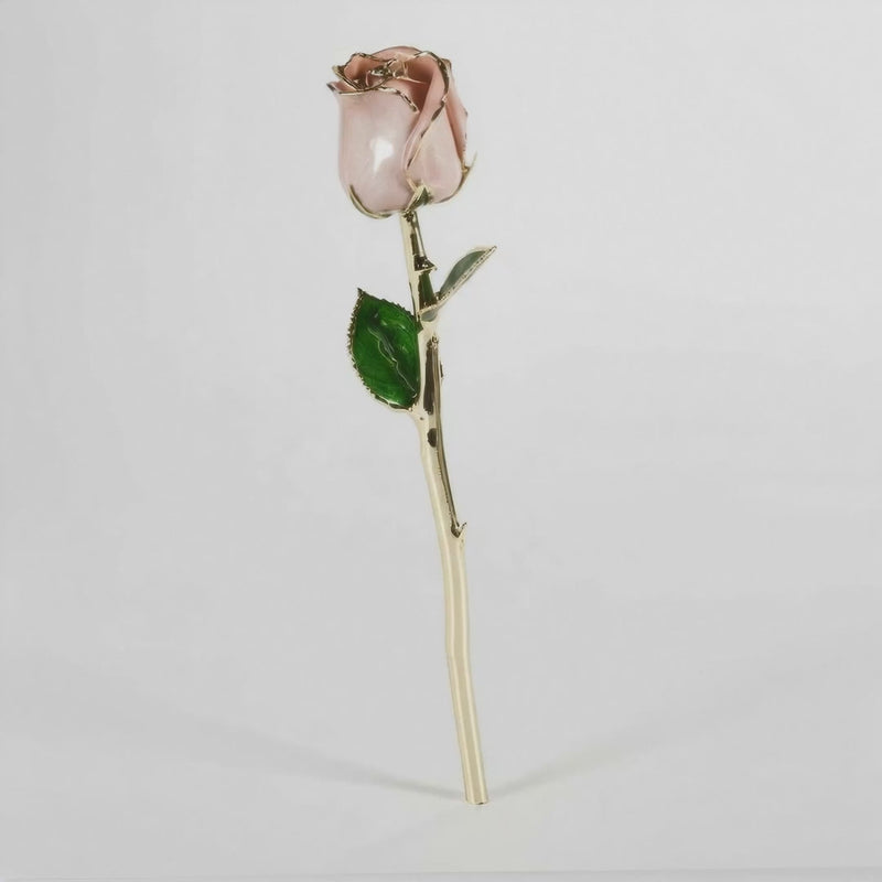 24K_Dipped_Rose_11.5_Pink_Blush_closed_bud_video_showcase video full and close up on the grey background