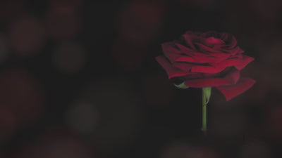 Love picker Video