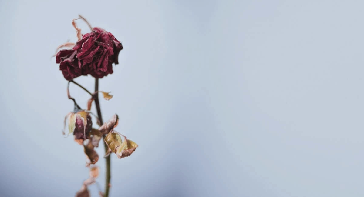 Dried red rose on a blurred blue background