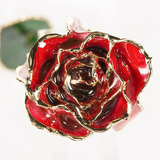 Red-and-white gradient 11.5-inch closed bud rose with 24K gold accents, studio view