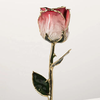 Red-and-white gradient 11.5-inch closed bud rose with 24K gold accents, studio view