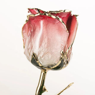 Red-and-white gradient 11.5-inch closed bud rose with 24K gold accents, studio view