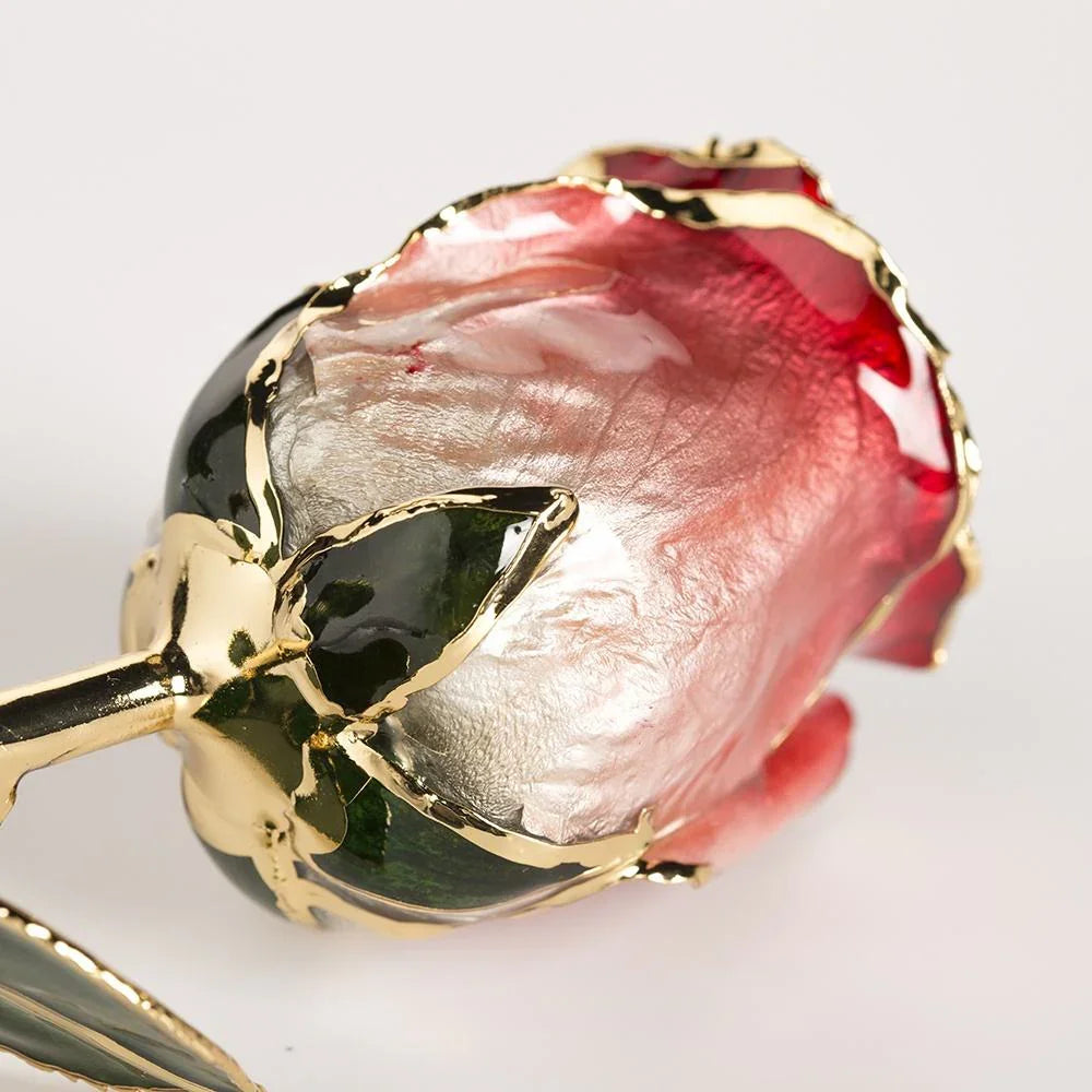 Red-and-white gradient 11.5-inch closed bud rose with 24K gold accents, studio view